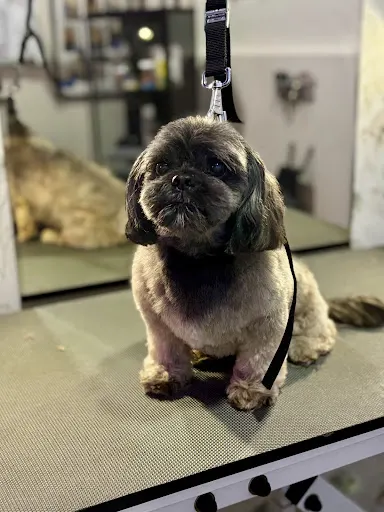 Sylwia Jach Psyczesane: pielęgnacja i strzyżenie psów